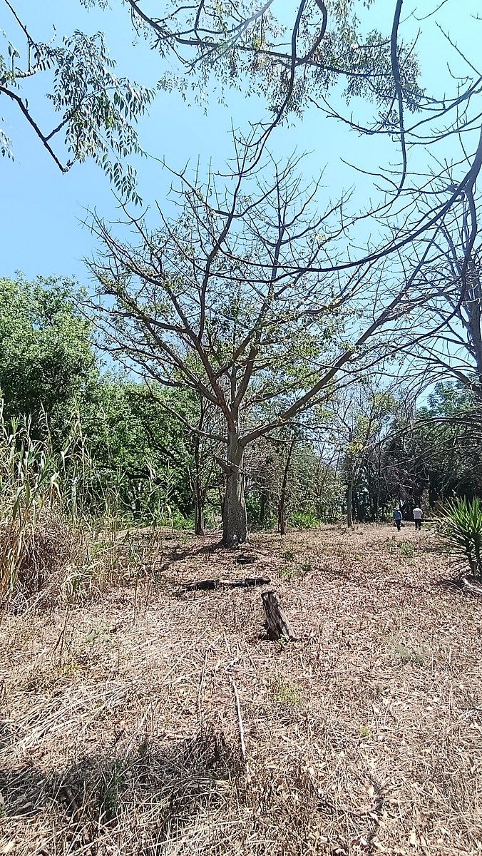Terreno en Venta en Zaachila