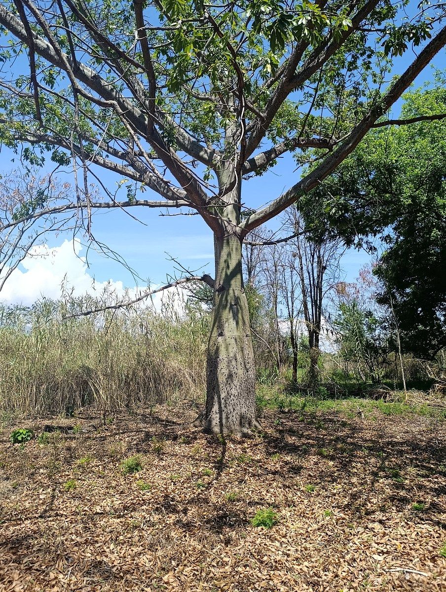 Terreno en Venta en Zaachila