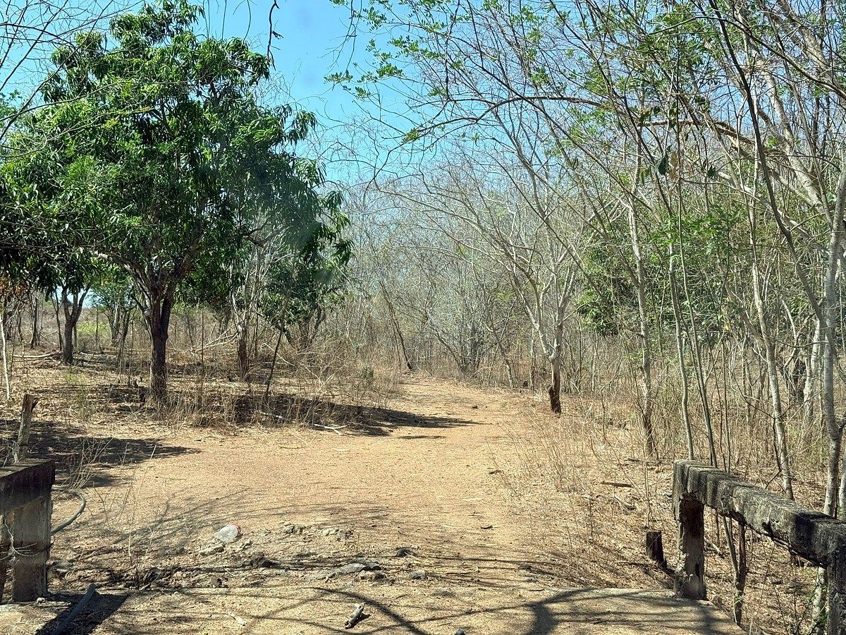 Rancho El Huapinolar | 116 Hectares of Productive Agricultural Land | Los Llanos