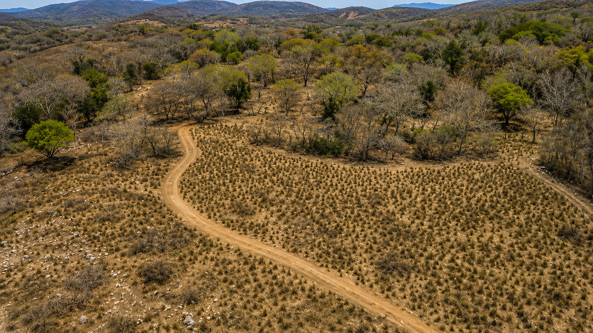 32.3 Hectares (79.8 Acres) | Southern Troncones  Land Opportunity