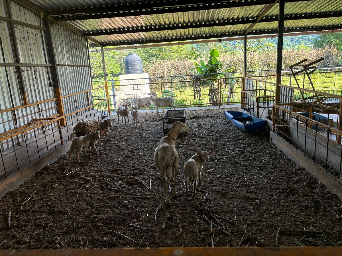 Rancho en Venta en San Juan de Abajo | 1.85 Ha con Casa e Infraestructura