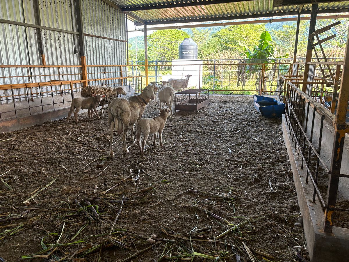 Rancho en Venta en San Juan de Abajo | 1.85 Ha con Casa e Infraestructura
