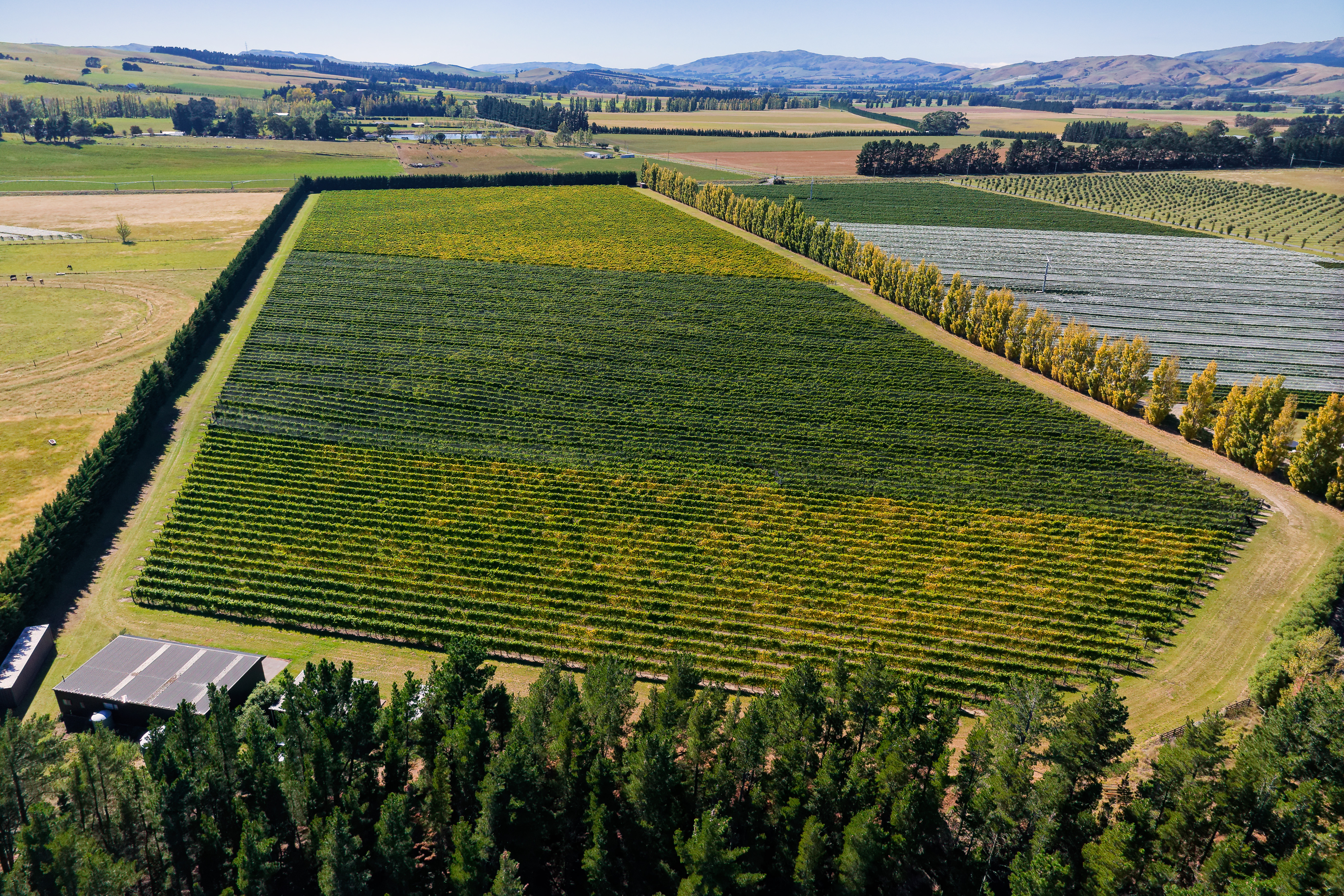 Waipara Vineyard Lifestyle