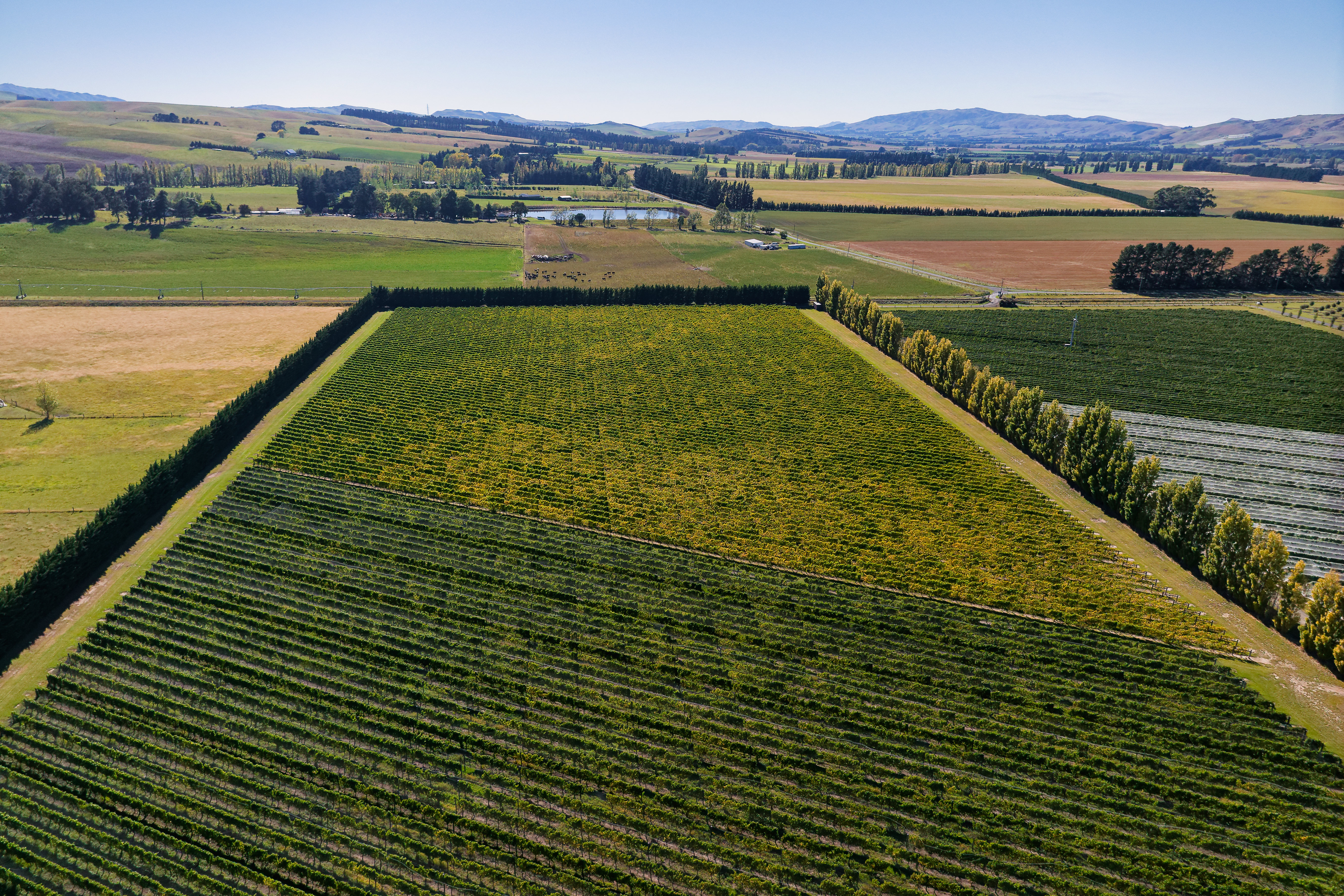 Waipara Vineyard Lifestyle