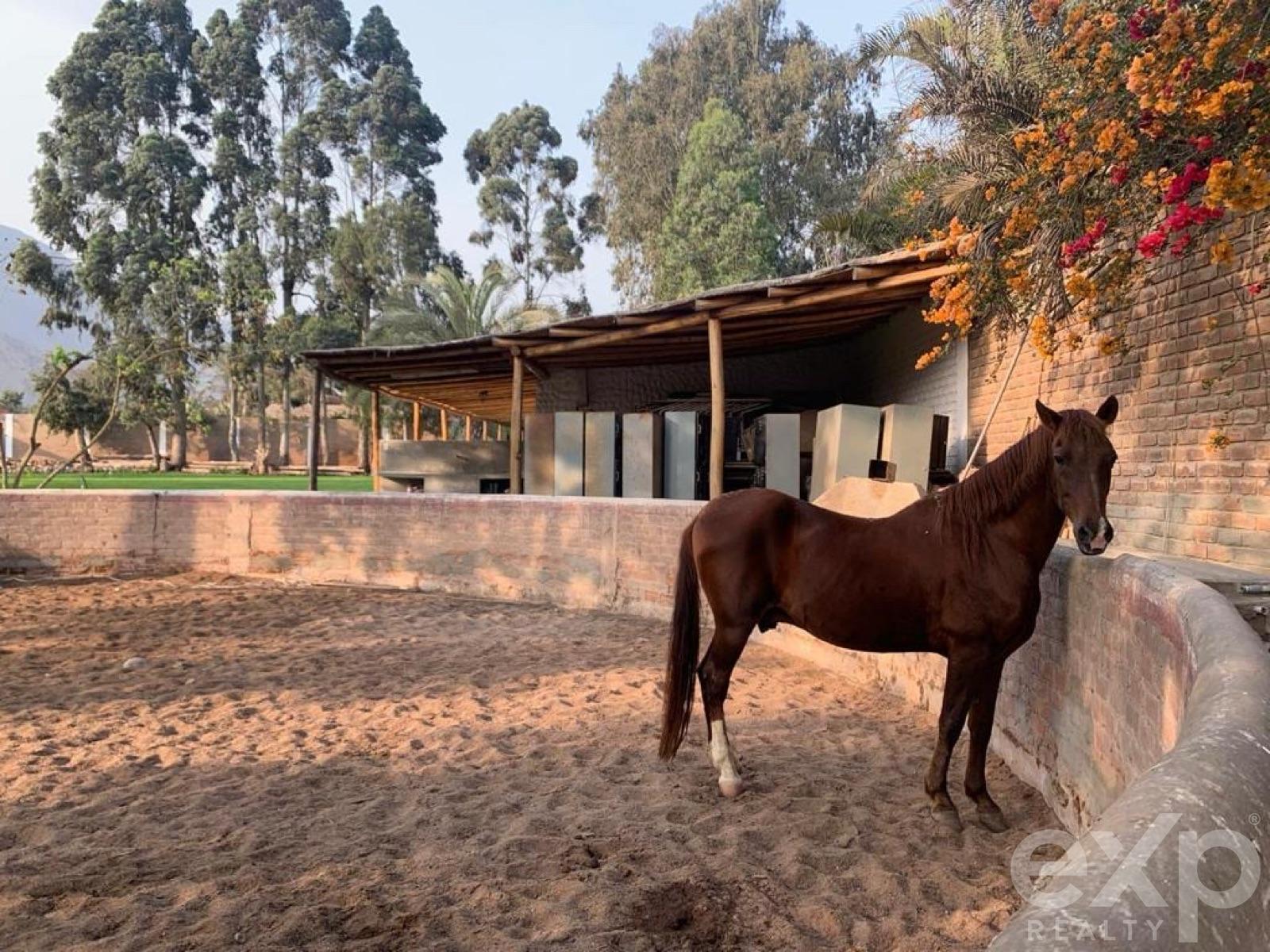 House en alquiler en Lima | Lima | Cieneguilla, Av. Tambo Viejo, Mz F, lote 3-2 Parcelación Cieneguilla, Segunda Etapa, 6497 m²