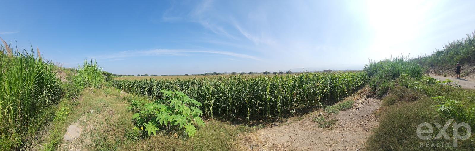 Land for sale in Ica | Chincha | El Carmen, PARCELA N° 133 UC N° 14267, SECTOR SAN ALFREDO, DISTRITO EL CARMEN, 20467 ha