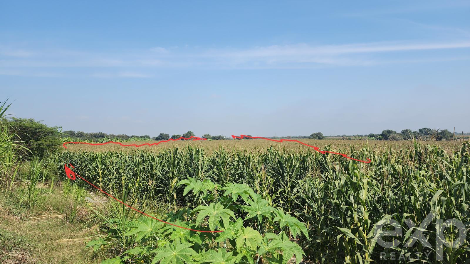Land for sale in Ica | Chincha | El Carmen, PARCELA N° 133 UC N° 14267, SECTOR SAN ALFREDO, DISTRITO EL CARMEN, 20467 ha