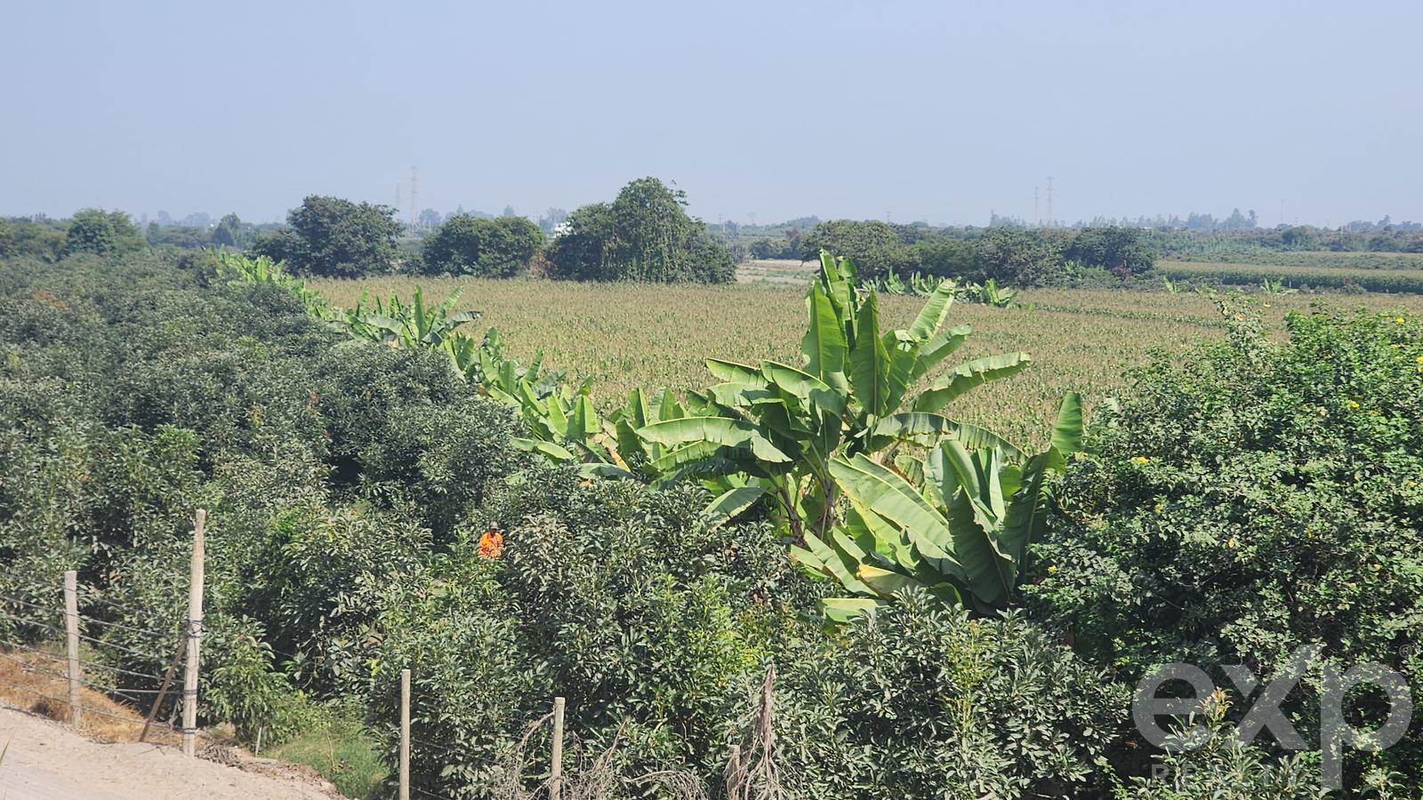 Land for sale in Ica | Chincha | El Carmen, PARCELA N° 133 UC N° 14267, SECTOR SAN ALFREDO, DISTRITO EL CARMEN, 20467 ha