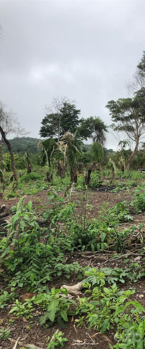Land en venta en San Martin | SAN MARTIN | Tarapoto, SSector Mamuytachi, Valle Huallaga Central y Bajo Mayo, distrito de San Antonio, Tarapoto – San Martín.ector Mamuytachi, Valle Huallaga Central y Bajo Mayo, distrito de San Antonio, Tarapoto – San Mar, 1037 m²