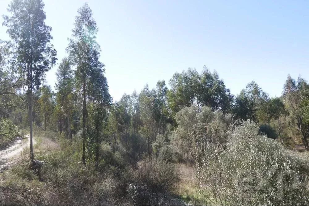 Exceptional estate of 65 hectares in the Alentejo with potential for tourism development 85506160 image 30
