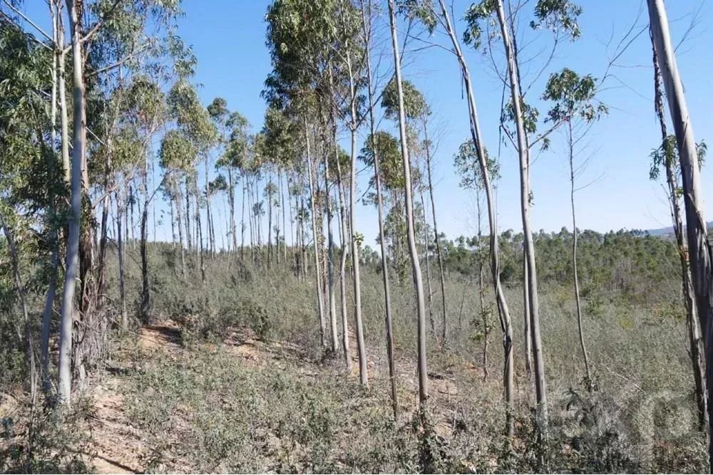 Exceptional estate of 65 hectares in the Alentejo with potential for tourism development 85506160 image 22