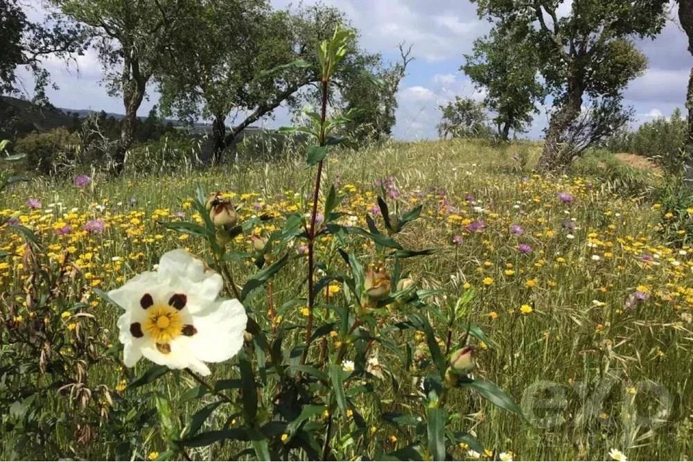 Exceptional estate of 65 hectares in the Alentejo with potential for tourism development 85506160 image 41