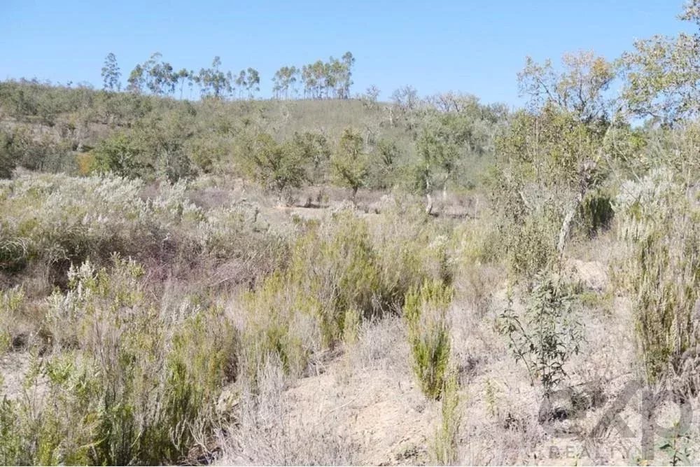 Exceptional estate of 65 hectares in the Alentejo with potential for tourism development 85506160 image 29