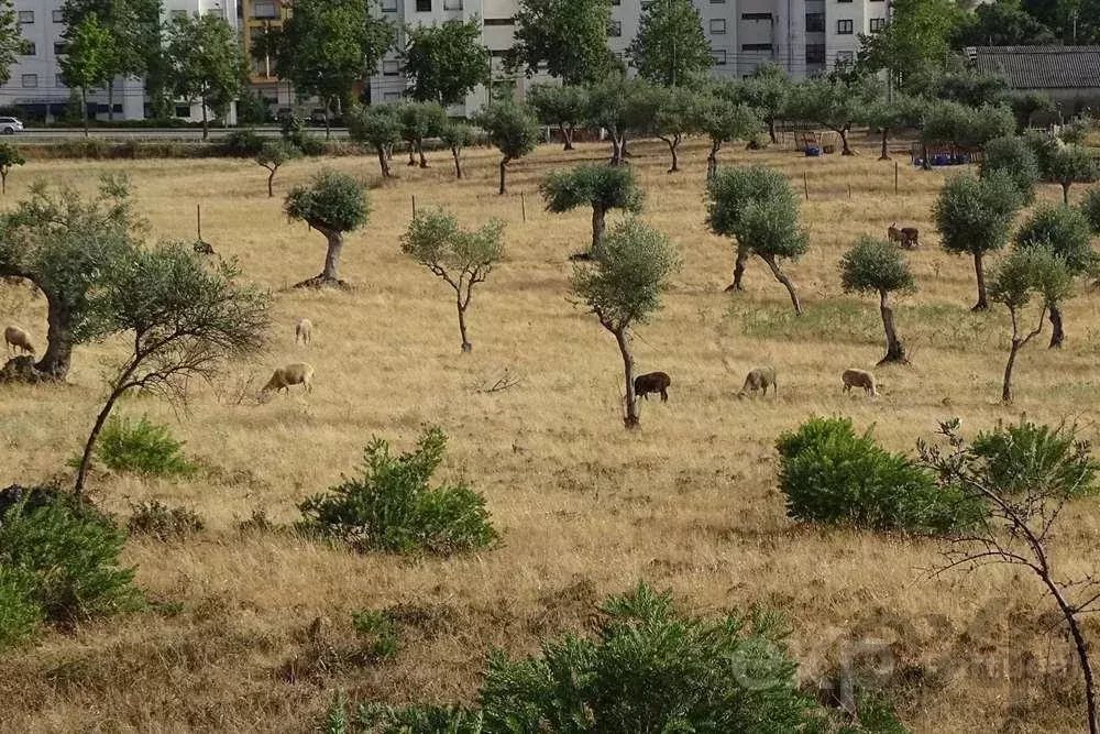 Terreno em Castelo Branco, a Lotear para construção residencial, com Plano de Pormenor aprovado e publicado