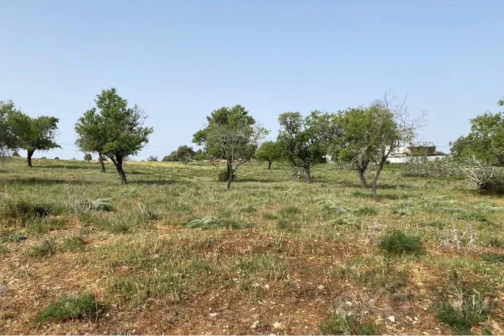 Terreno Rústico em Quelfes, Algarve