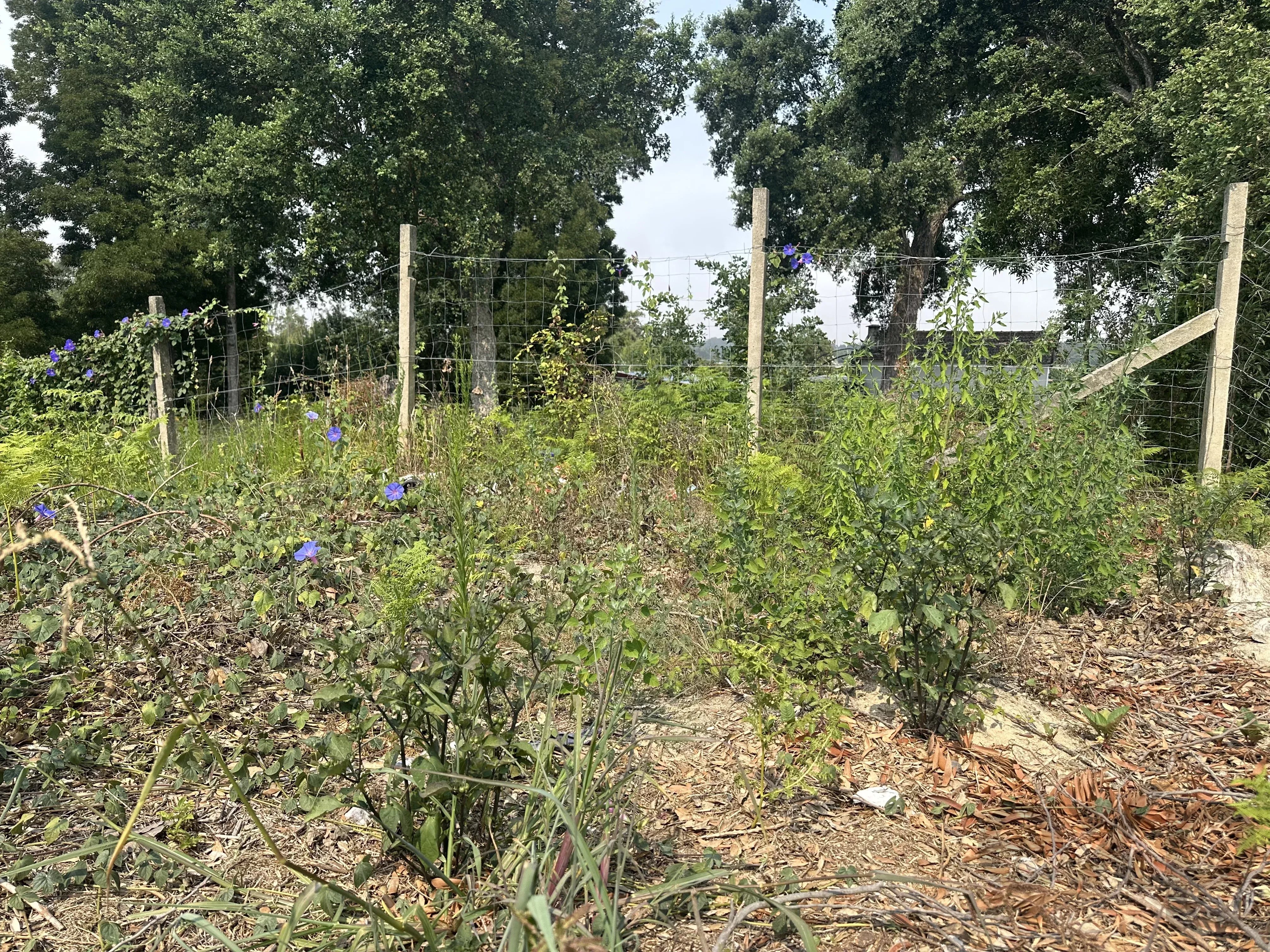 "Terreno de Sonho em Serzedo: Invista no Futuro"