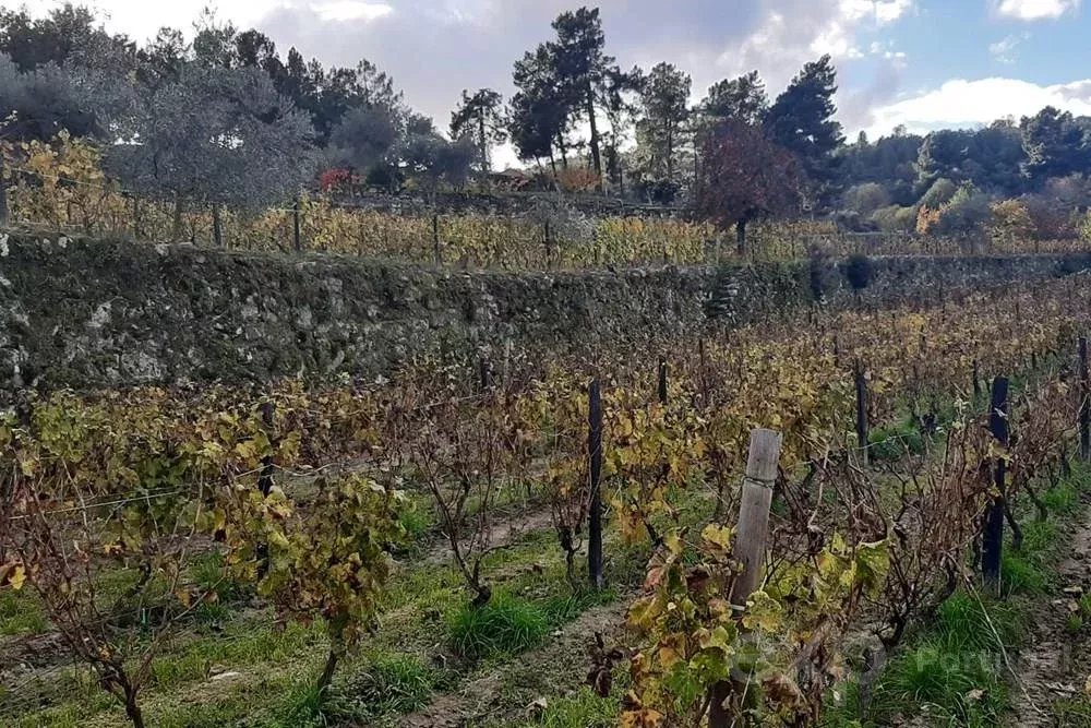 Terreno para Venda em Pegarinhos, Portugal: 4800 m²