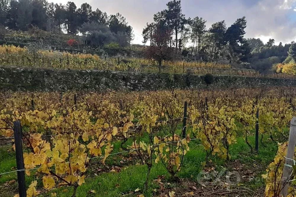Terreno para Venda em Pegarinhos, Portugal: 4800 m²