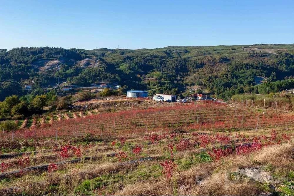 Quinta do Tapado Novo - Baião