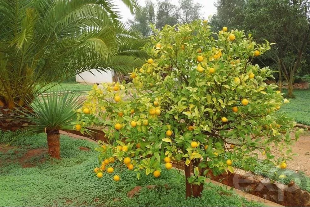 Sale of Estate in Santa Margarida 85507737 image 26