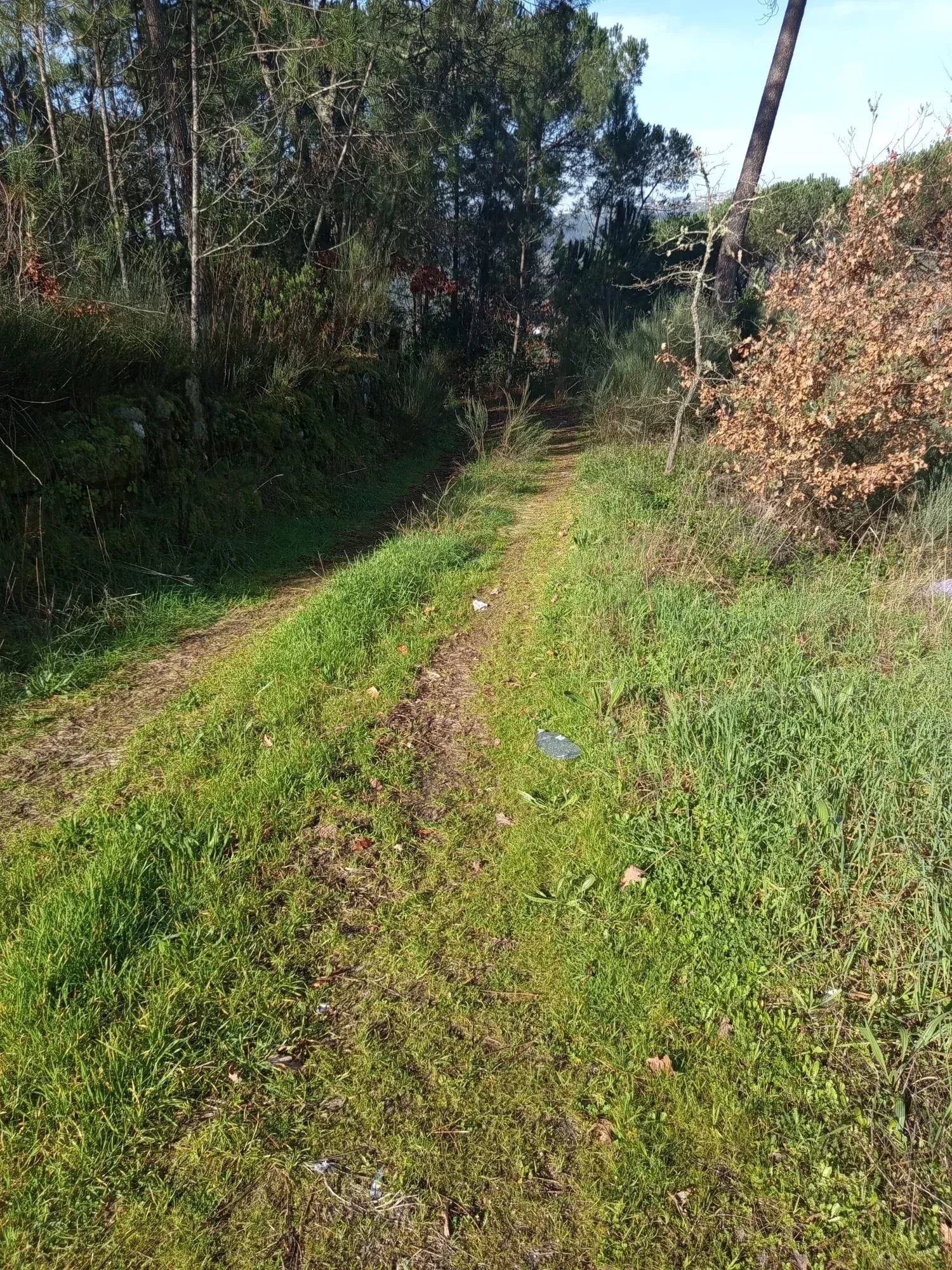 Terreno com 16 Hectares em Nelas