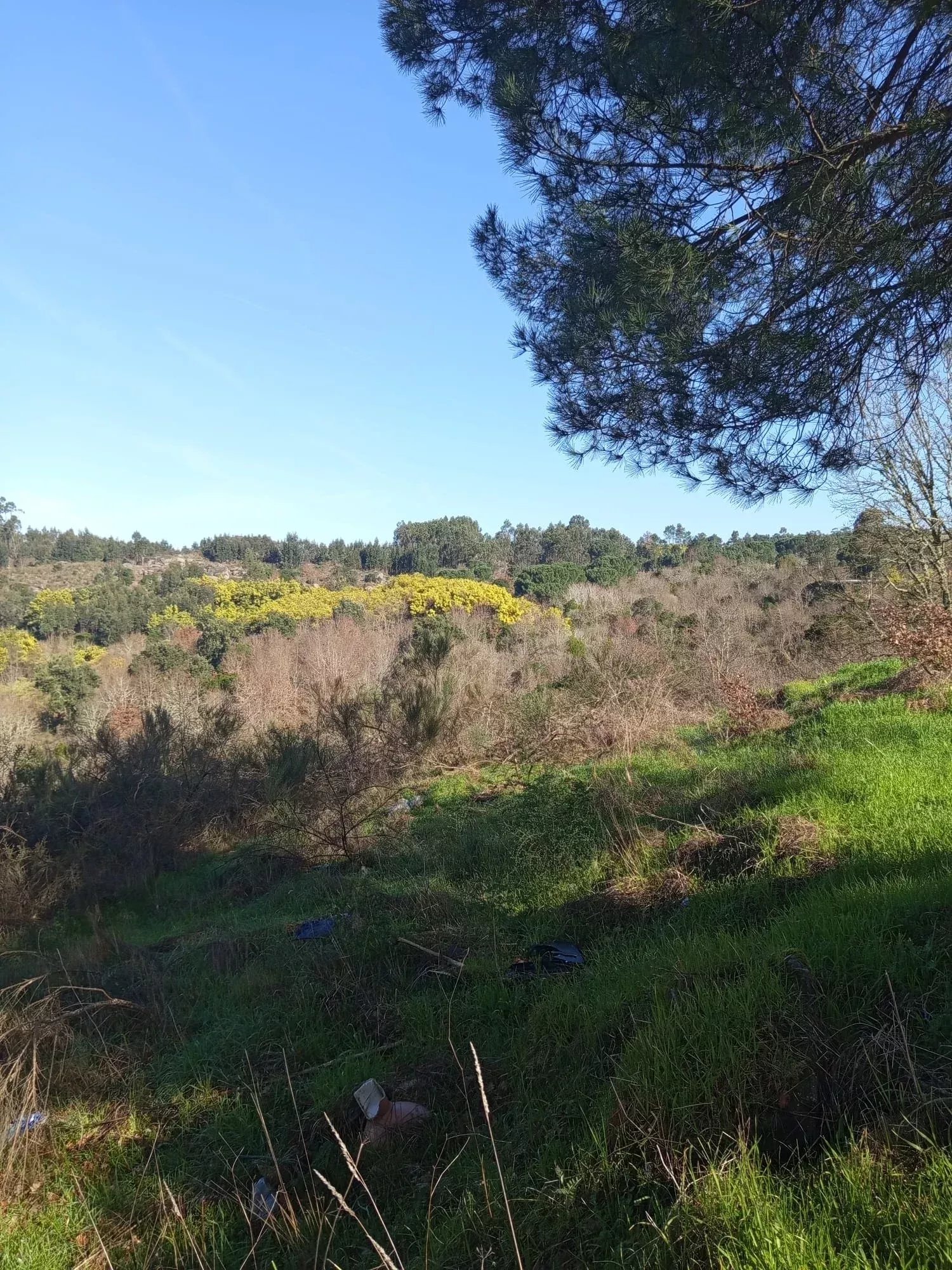 Terreno com 16 Hectares em Nelas