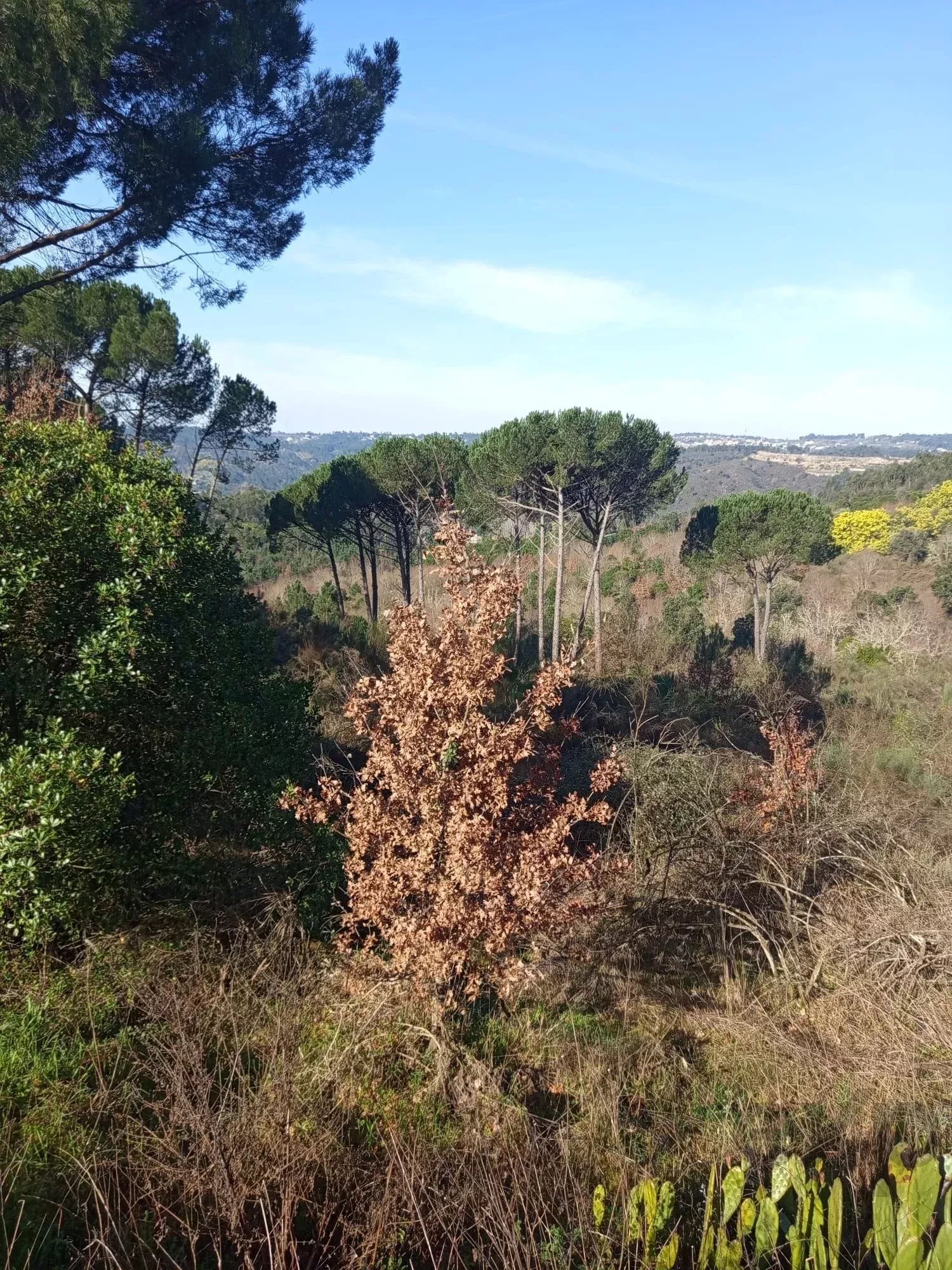 Terreno com 16 Hectares em Nelas