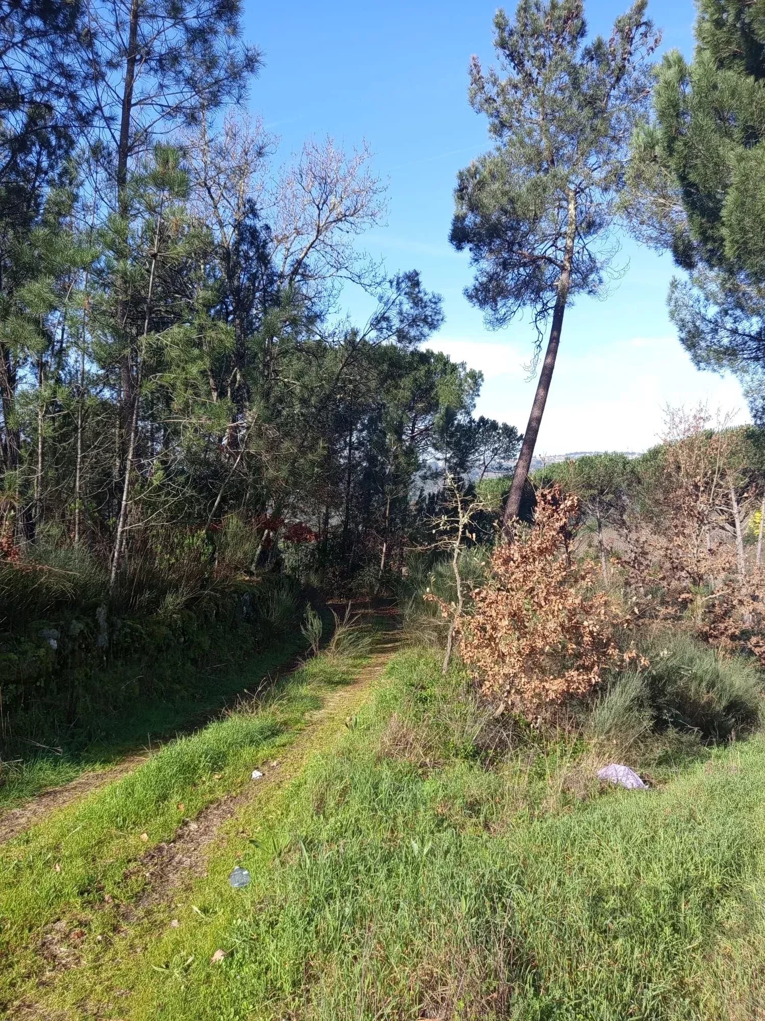 Terreno com 16 Hectares em Nelas