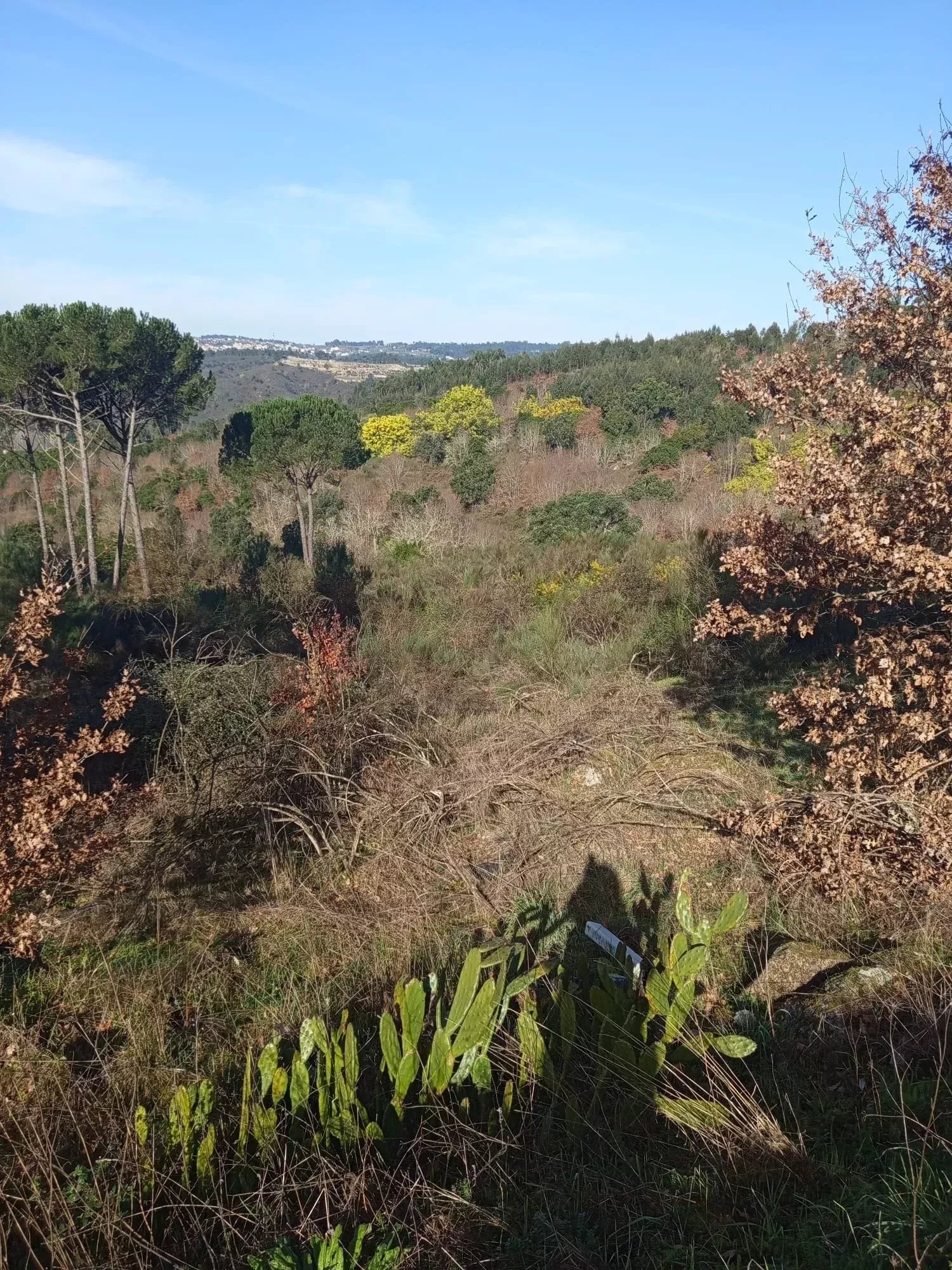 Terreno com 16 Hectares em Nelas