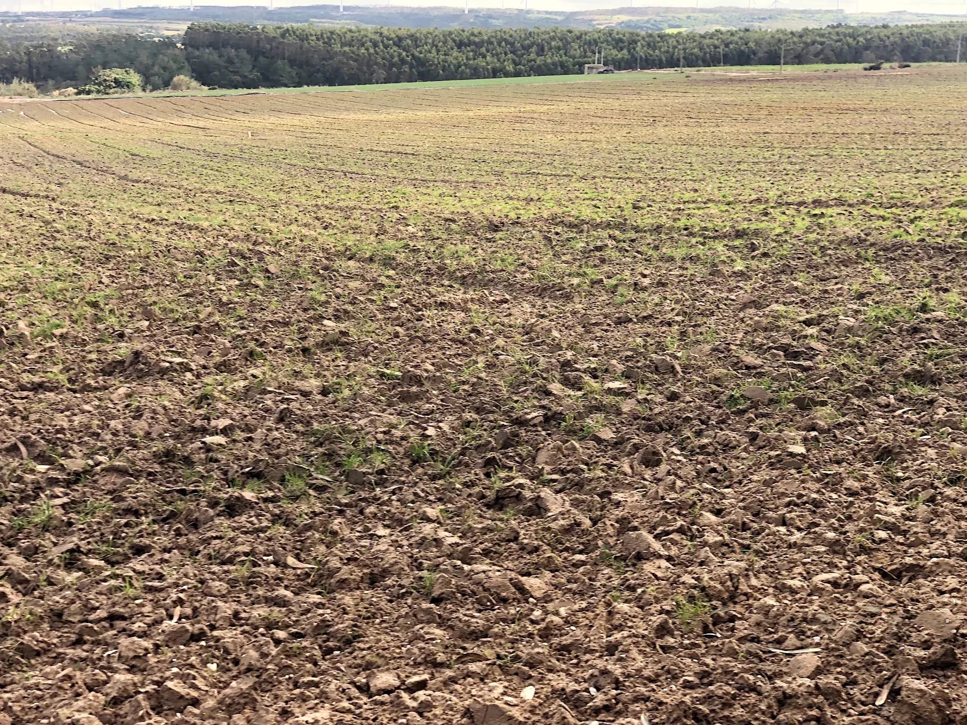 Terreno agrícola, indiviso, de 7000 m² na Vila de Atouguia Da Baleia