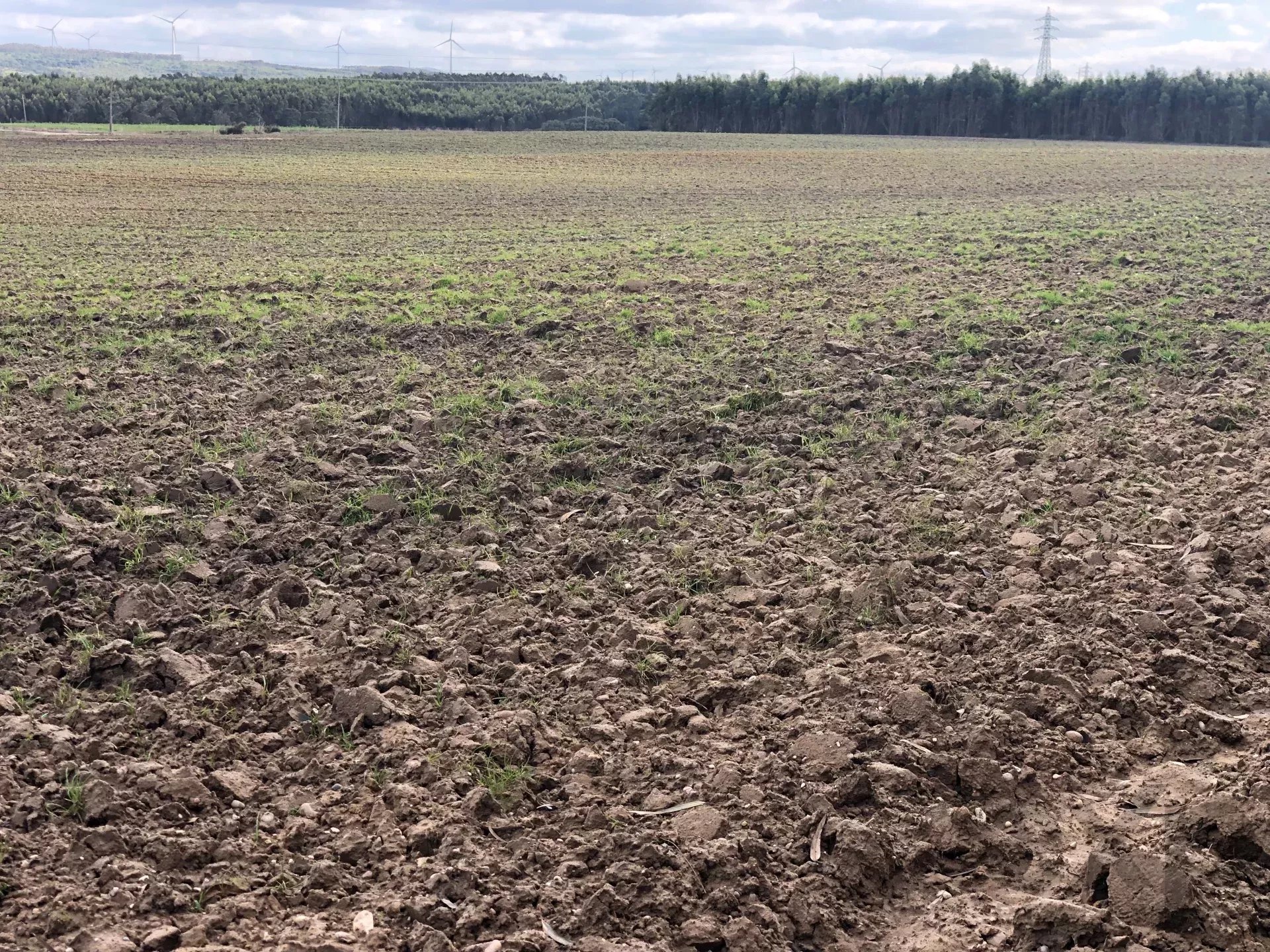 Terreno agrícola, indiviso, de 7000 m² na Vila de Atouguia Da Baleia