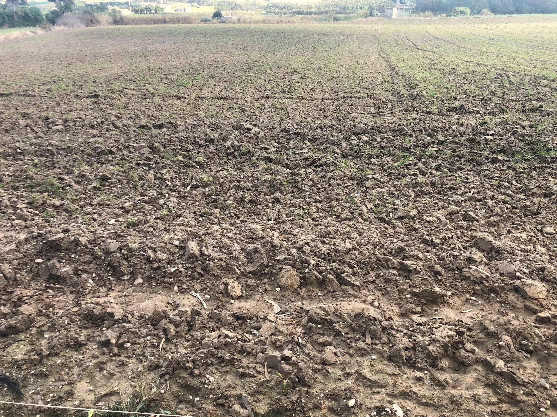 Terreno agrícola, indiviso, de 7000 m² na Vila de Atouguia Da Baleia