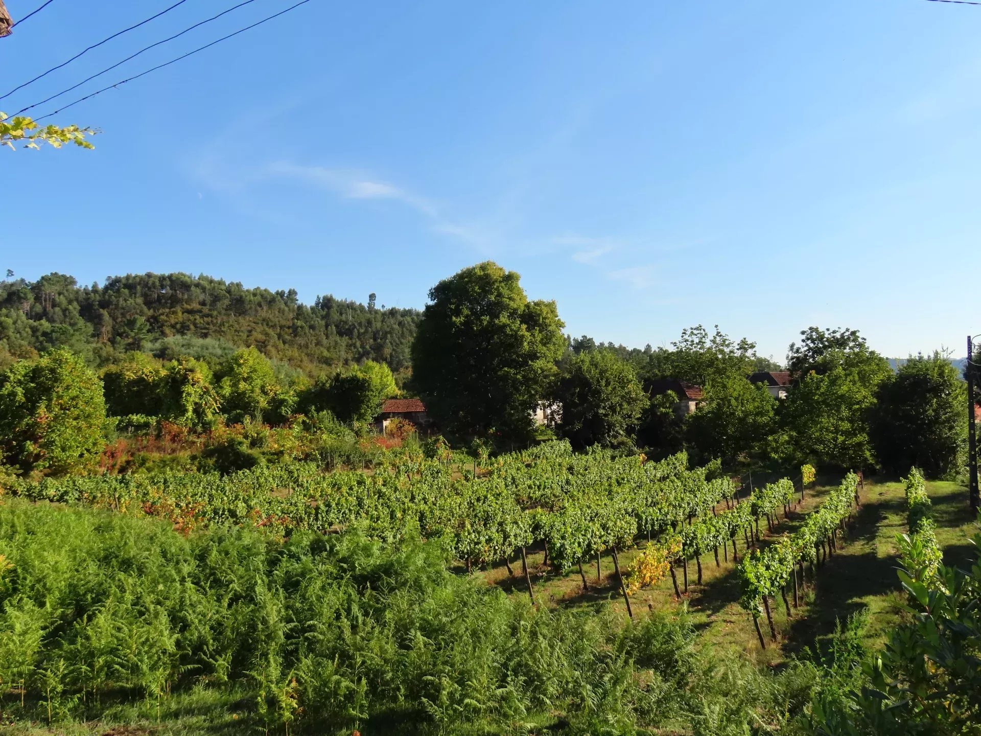 Terreno Agrícola com Vinha – Travanca, Amarante