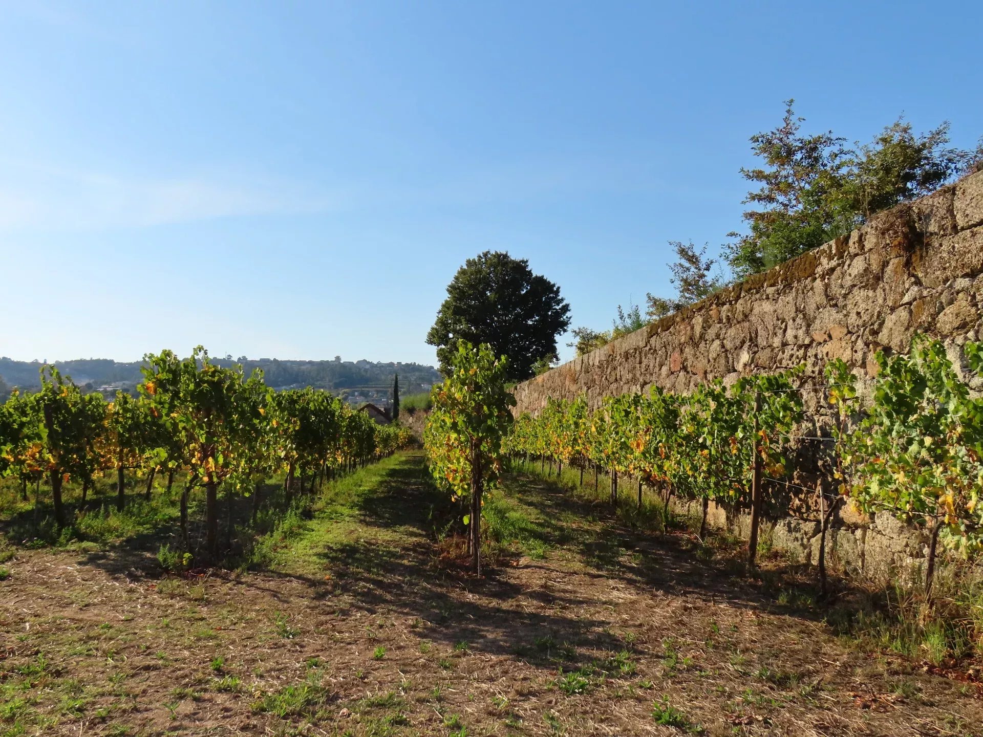 Terreno Agrícola com Vinha – Travanca, Amarante