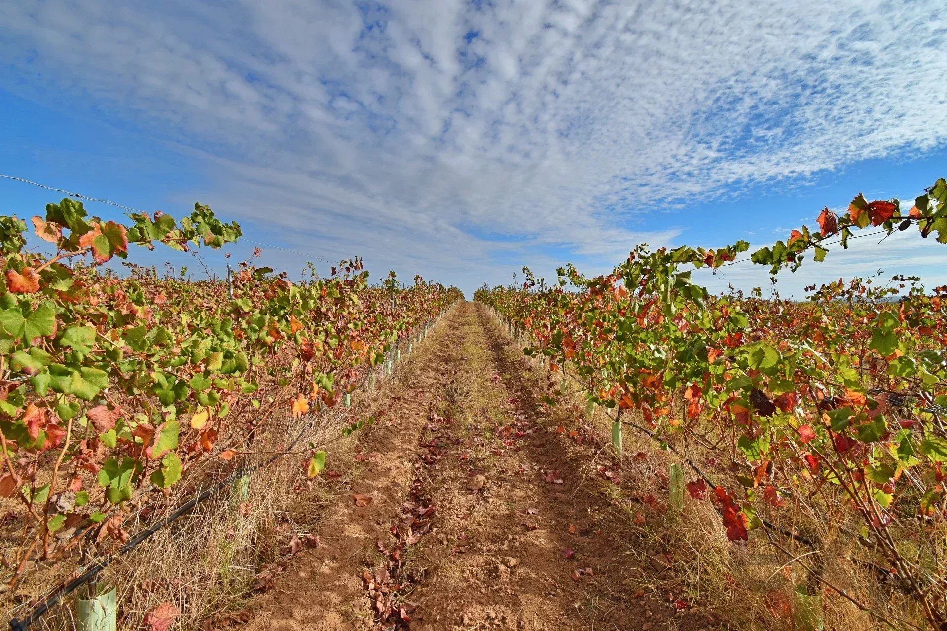 Wine cellar with Certified Controlled Designation of Origin wine – Alentejo 86384770 image 13