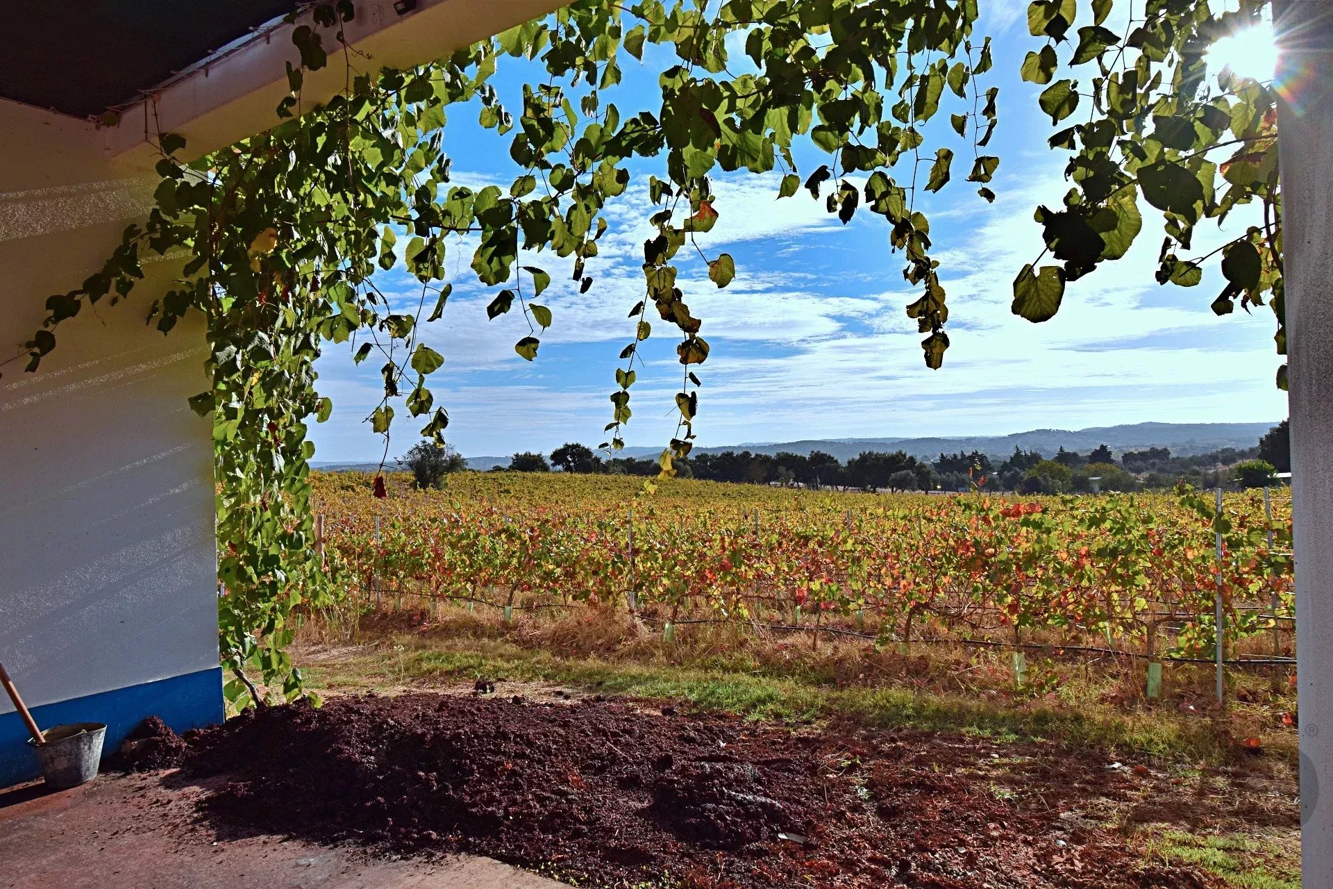 Wine cellar with Certified Controlled Designation of Origin wine – Alentejo 86384770 image 12