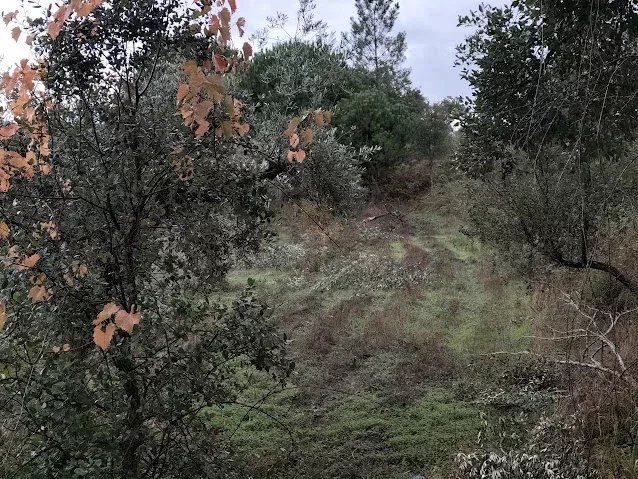 Terreno Rústico 3000m² em Comenda, Portugal