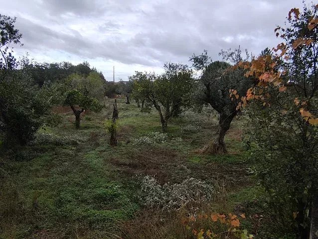 Terreno Rústico 3000m² em Comenda, Portugal