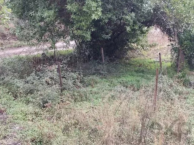 Terreno Rústico 3000m² em Comenda, Portugal