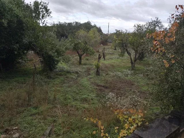 Terreno Rústico 3000m² em Comenda, Portugal