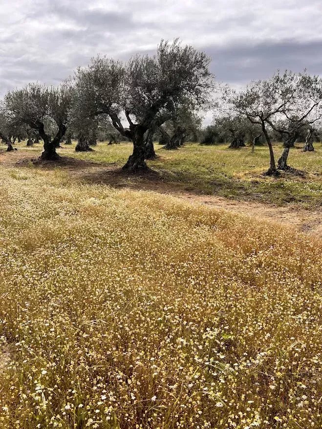Terreno Agrícola 7.250 m² em Campo Maior