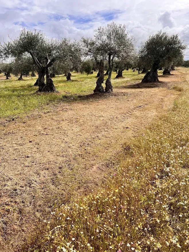 Terreno Agrícola 7.250 m² em Campo Maior
