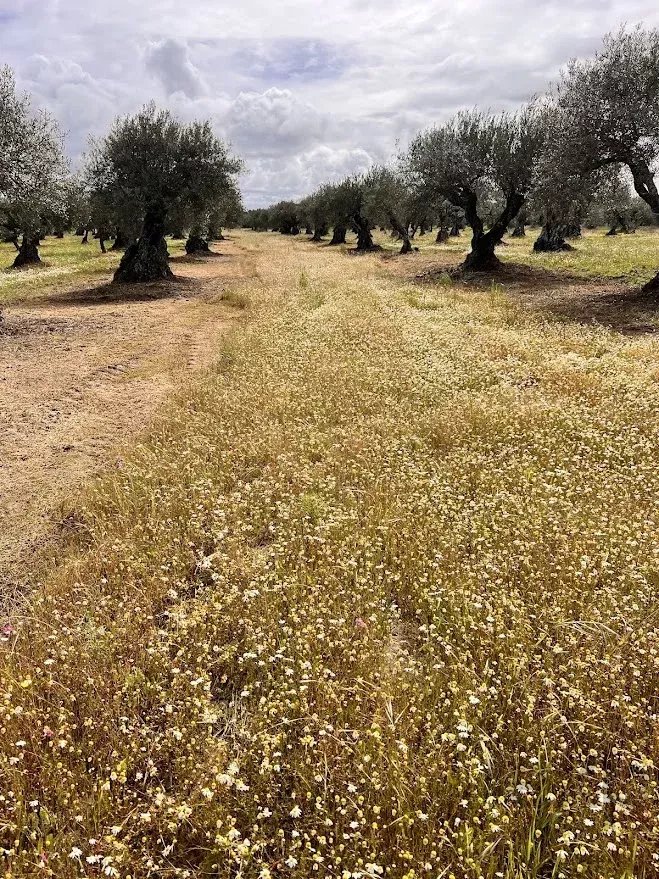 Terreno Agrícola 7.250 m² em Campo Maior