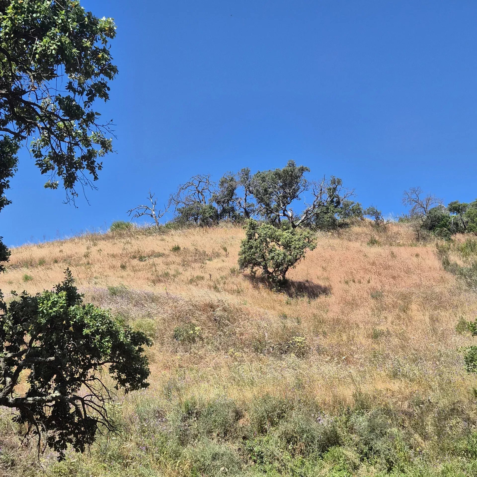 Terreno Rústico em Montes e Lagares