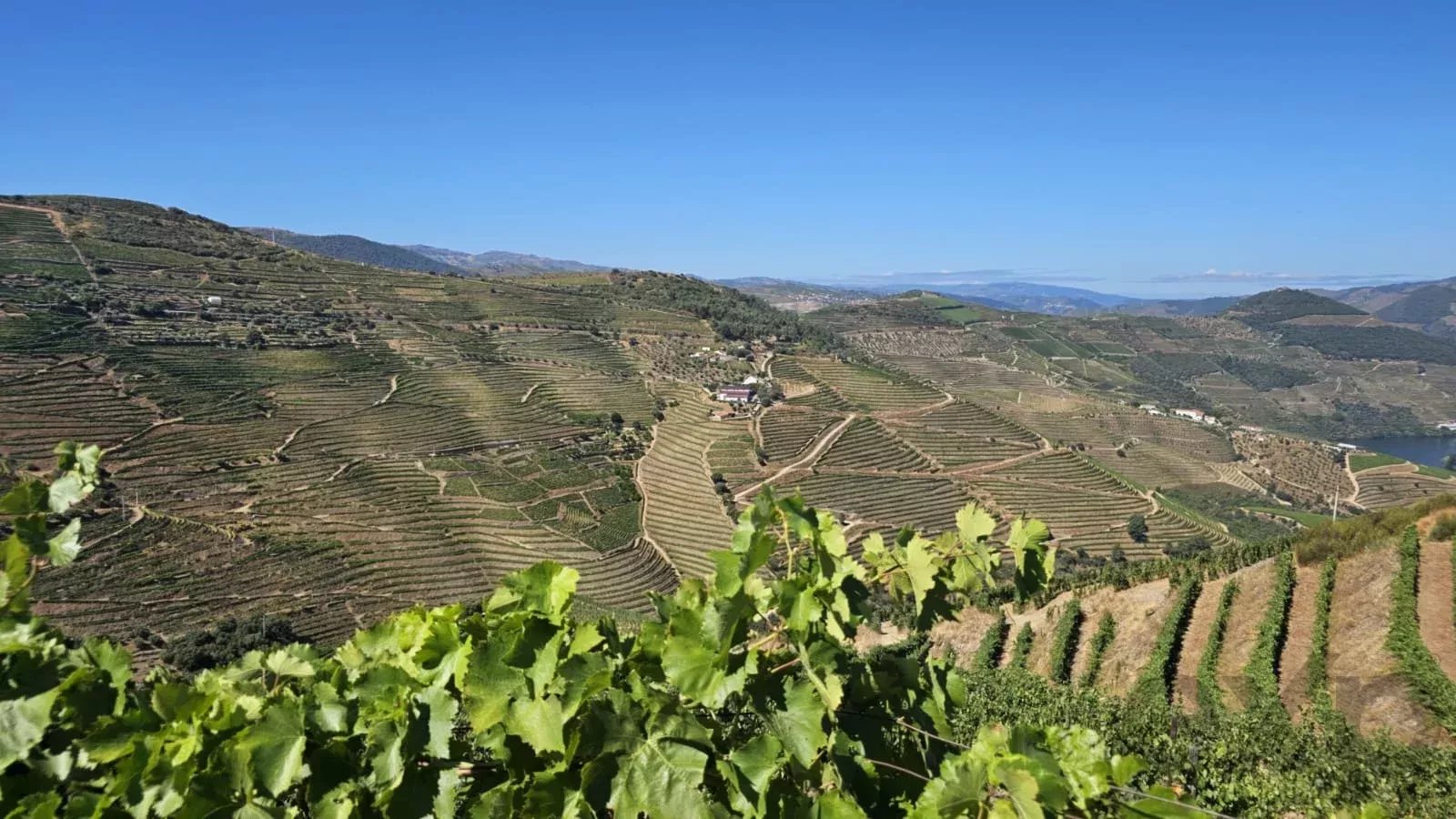 Terreno à venda em Ervedosa do Douro, 204338 m²