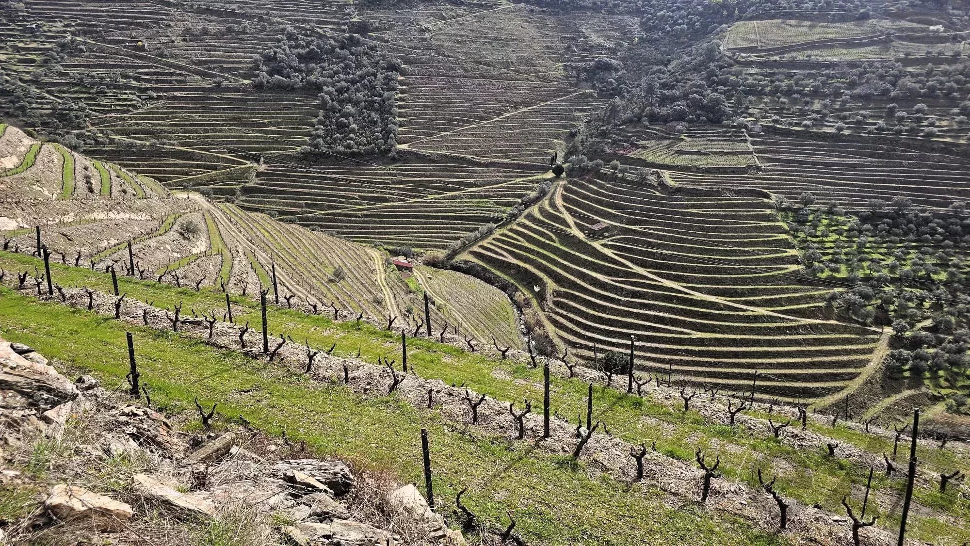 Terreno à venda em Ervedosa do Douro, 204338 m²