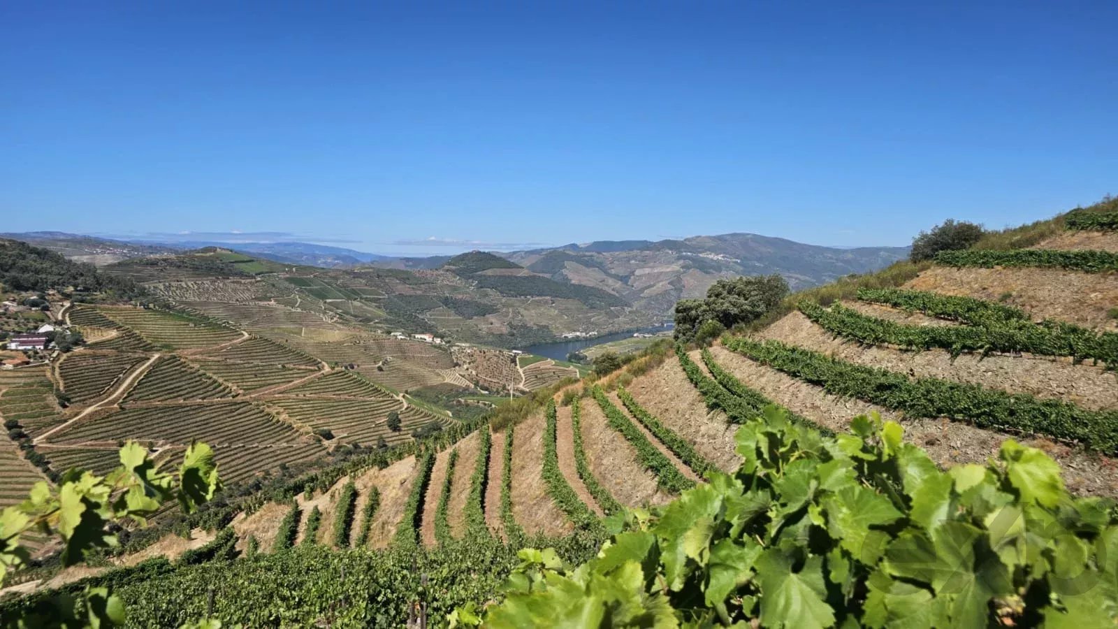 Quinta com 20 Hectares no Douro | Vinha em Produção, Olival e Marca Própria