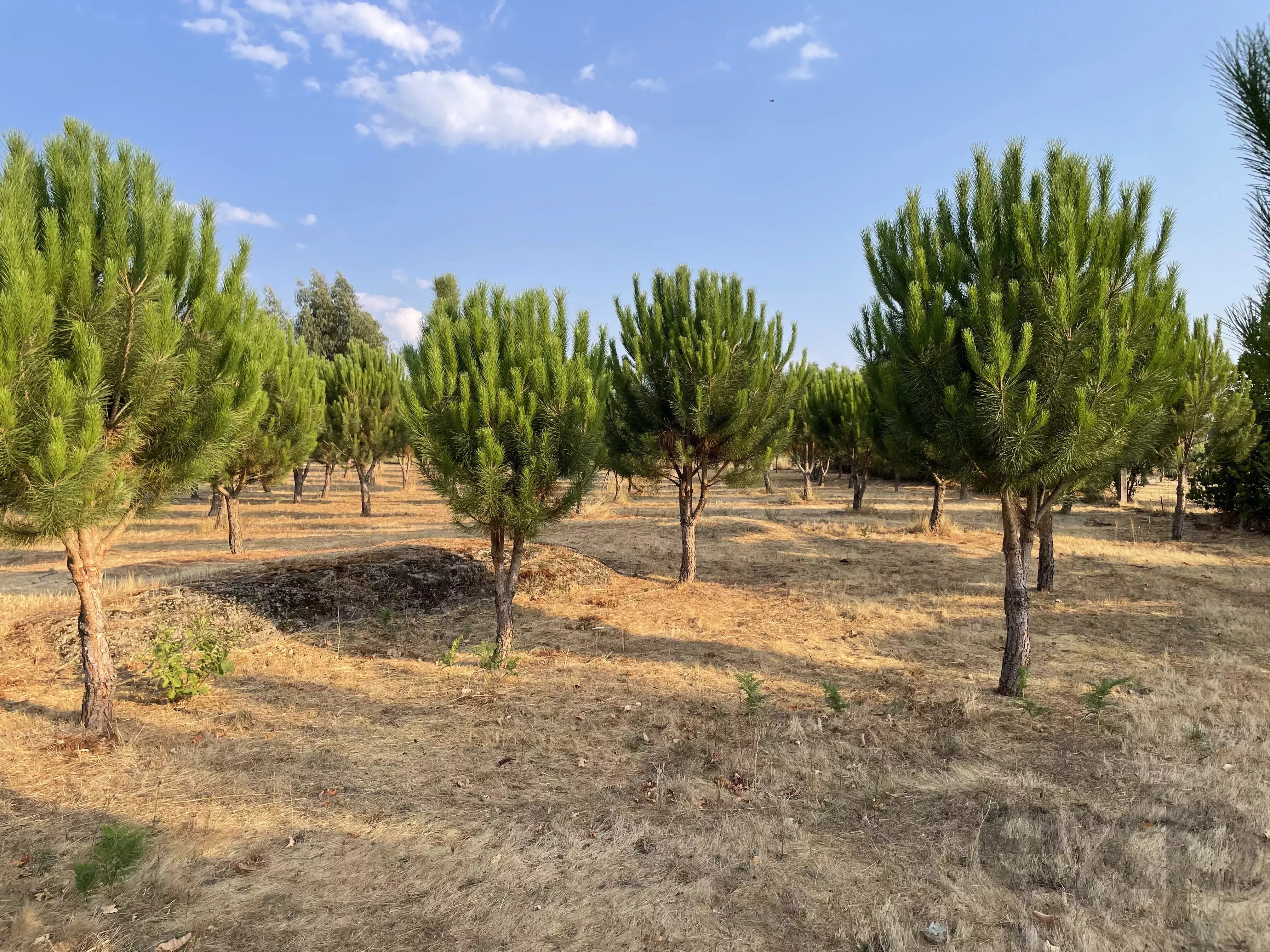 Terreno Agrícola para venda em Vila Verde, Seia