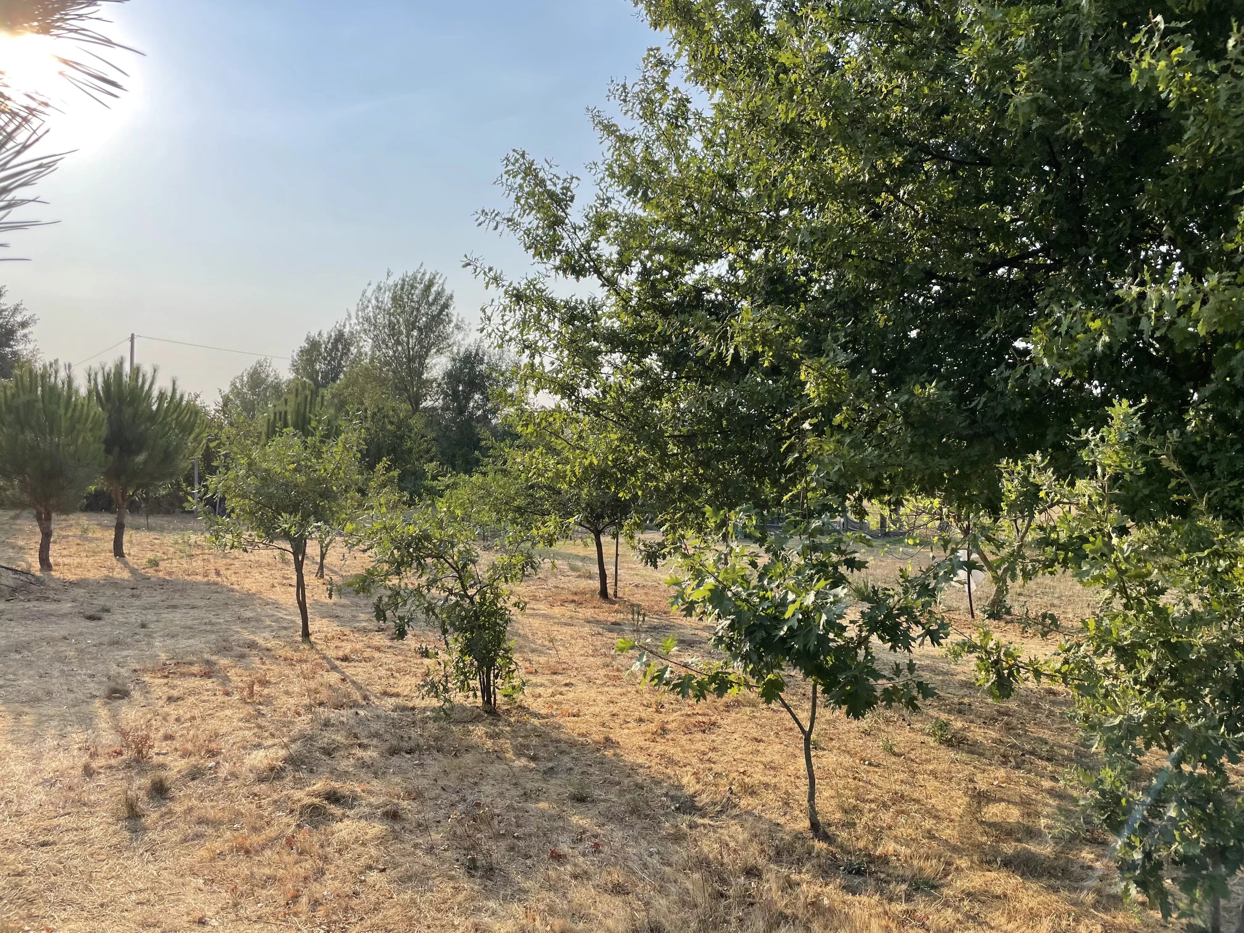 Terreno Agrícola para venda em Vila Verde, Seia