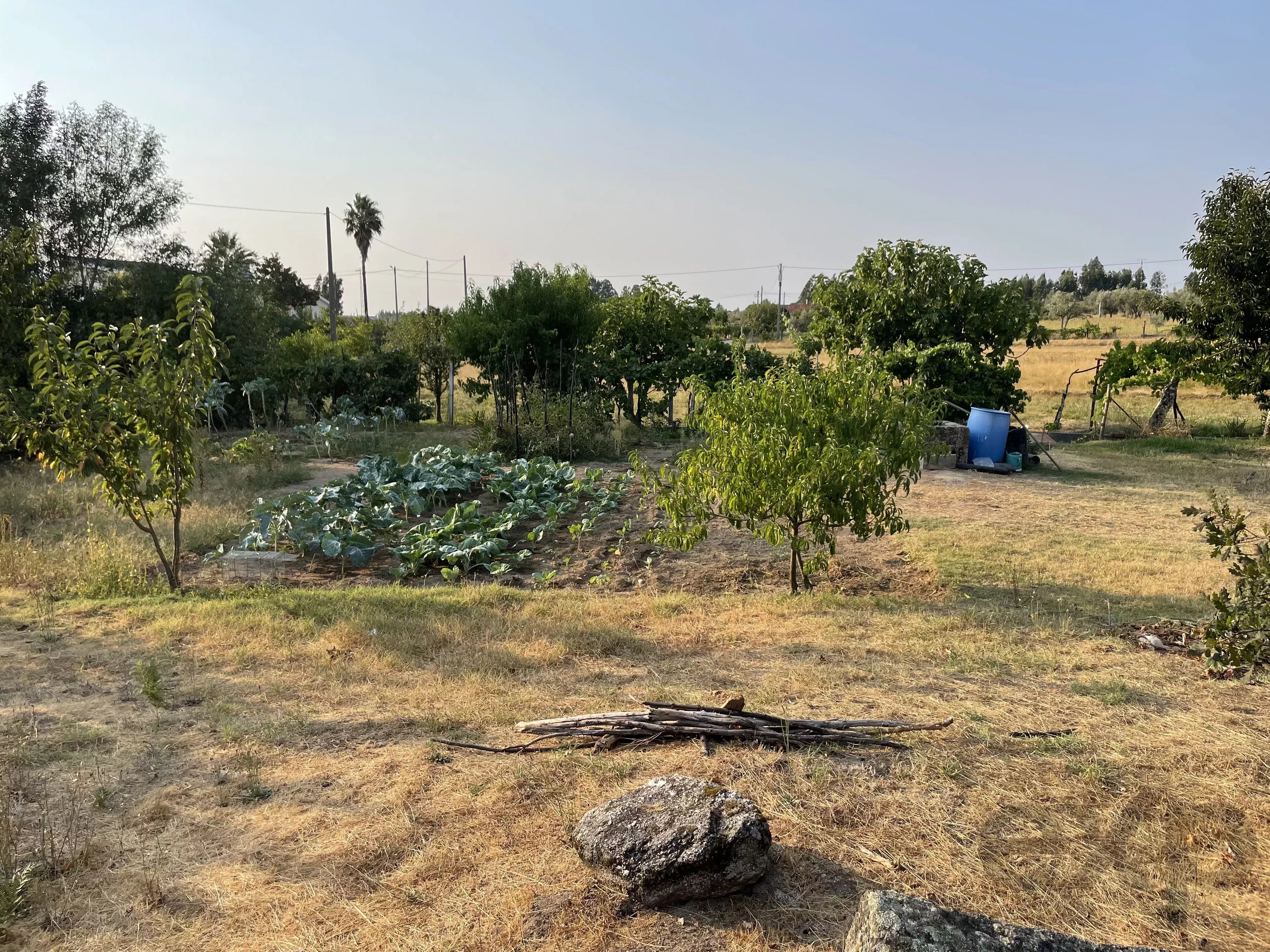 Terreno Agrícola para venda em Vila Verde, Seia